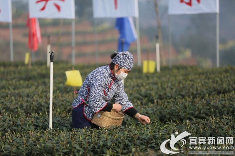 1585024546968504.jpg 2茶农采茶.jpg